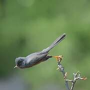 Dartford Warbler