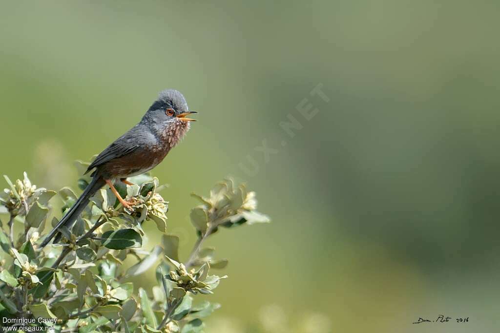 Fauvette pitchou mâle adulte nuptial, identification