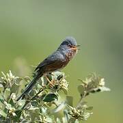 Dartford Warbler