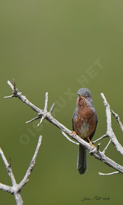 Dartford Warbler