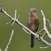 Dartford Warbler