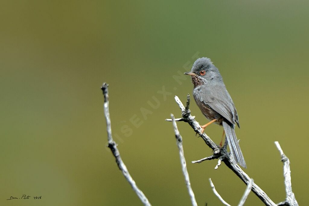 Dartford Warbler