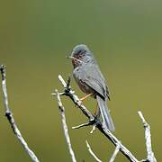 Dartford Warbler