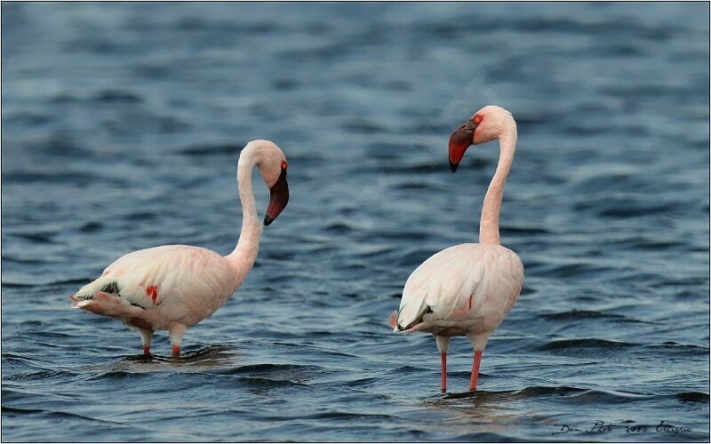 Lesser Flamingo