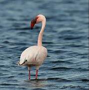 Lesser Flamingo