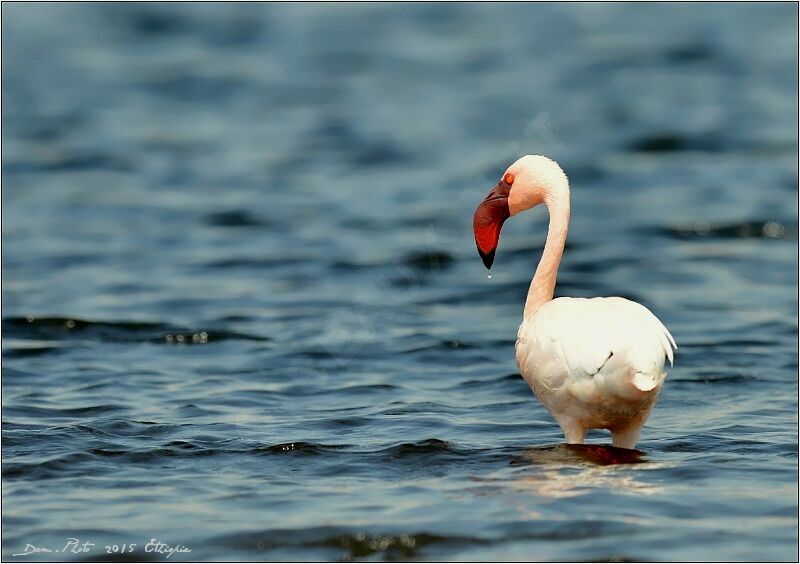 Lesser Flamingo