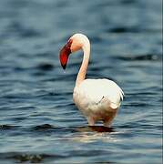 Lesser Flamingo