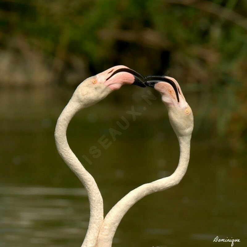 Flamant rose