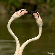 Greater Flamingo