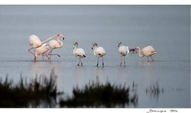 Flamant rose