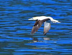 Australasian Gannet