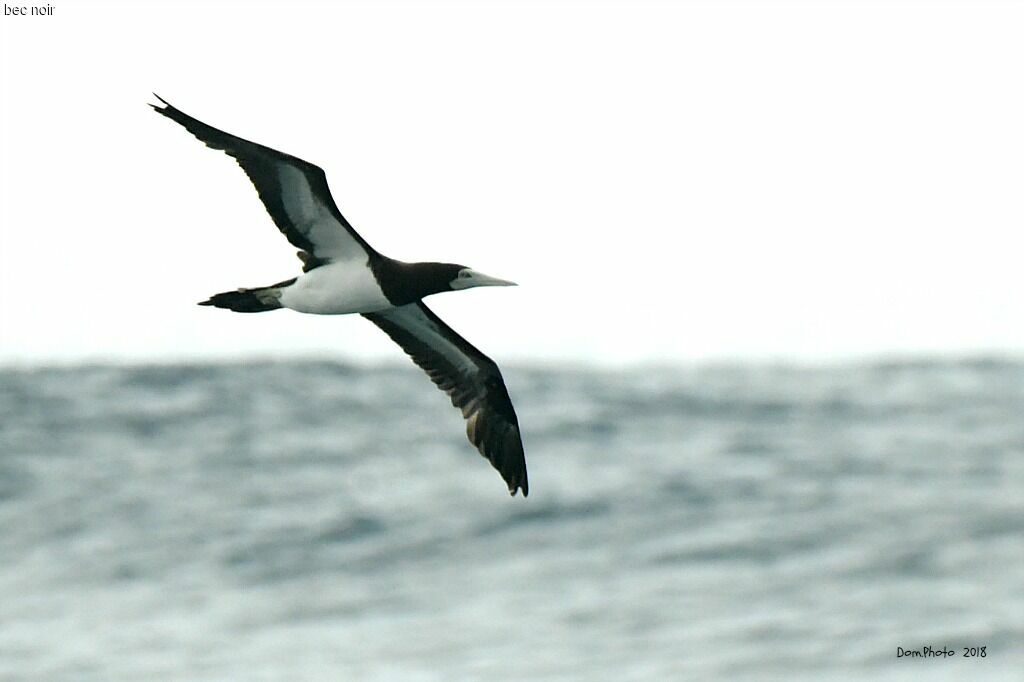 Brown Booby