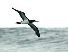 Brown Booby