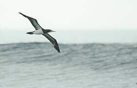 Brown Booby