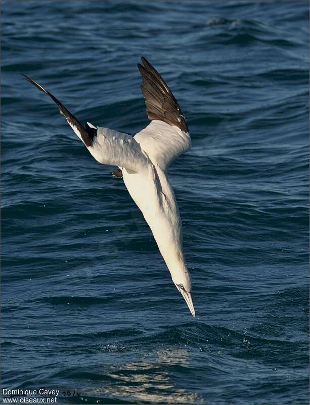 Fou de Bassan, pêche/chasse