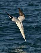 Northern Gannet