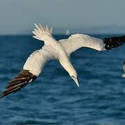 Northern Gannet