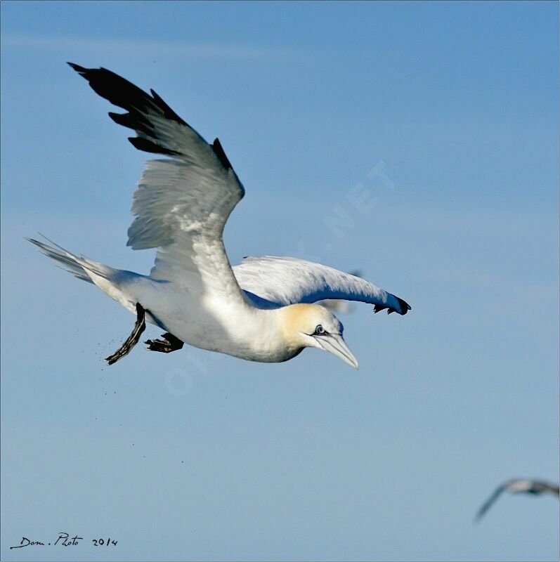 Northern Gannet