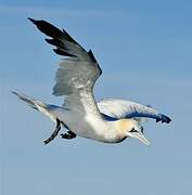 Northern Gannet