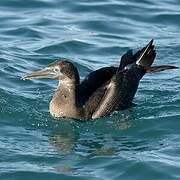 Northern Gannet