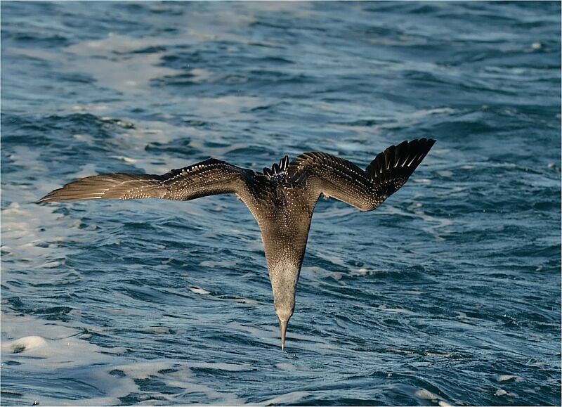 Northern Gannetjuvenile