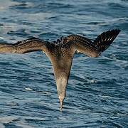 Northern Gannet