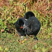 Red-knobbed Coot