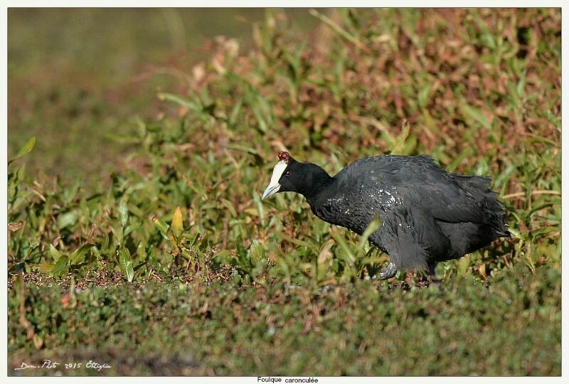 Red-knobbed Coot