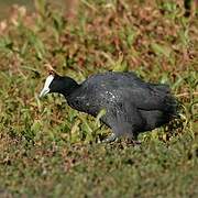 Red-knobbed Coot