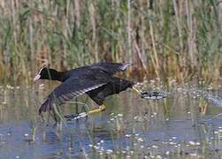 Eurasian Coot