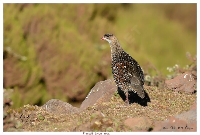 Chestnut-naped Francolin