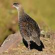 Francolin à cou roux