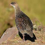 Francolin à cou roux