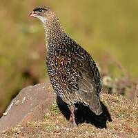 Francolin à cou roux