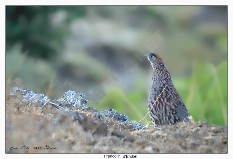 Erckel's Francolin