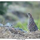 Francolin d'Erckel
