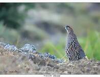 Francolin d'Erckel