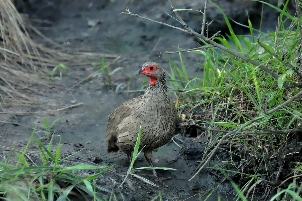 Swainson's Spurfowl