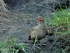 Francolin de Swainson