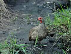 Francolin de Swainson