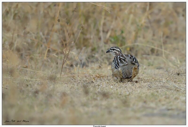 Francolin huppé