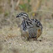 Crested Francolin