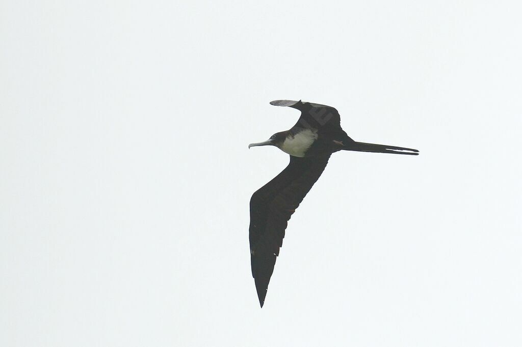 Lesser Frigatebird