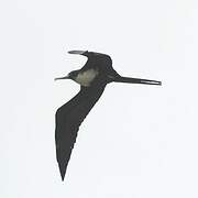 Lesser Frigatebird