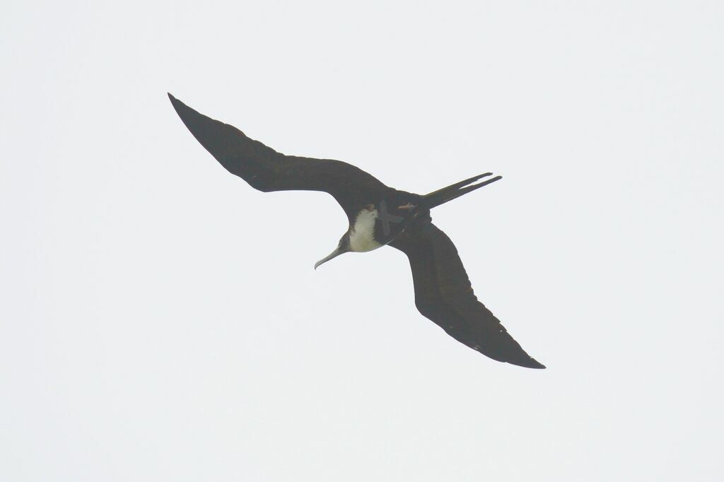 Lesser Frigatebird