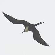 Lesser Frigatebird