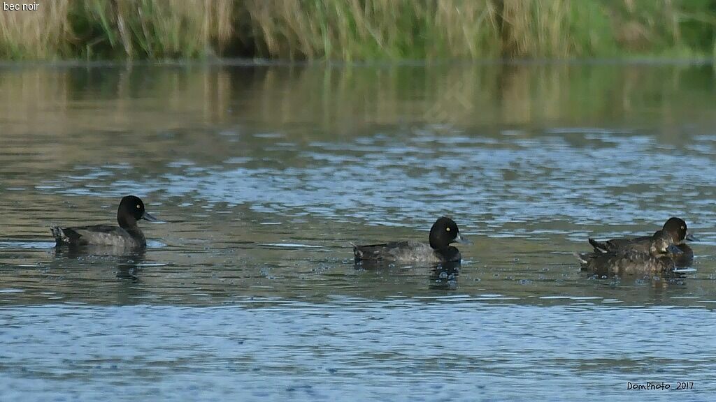 Lesser Scaup