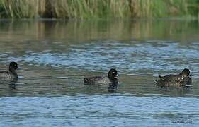 Lesser Scaup