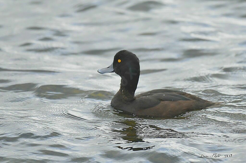 New Zealand Scaup