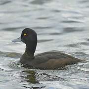 New Zealand Scaup